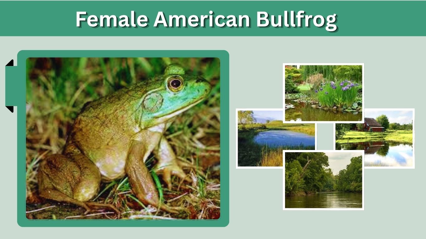 Female American Bullfrog: Identification and Behavior