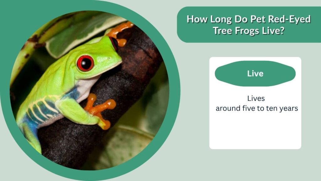 How Long Do Pet Red-Eyed Tree Frogs Live?