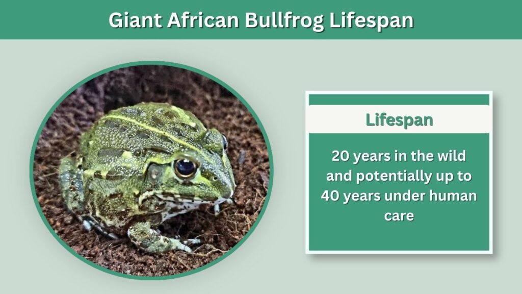Giant African Bullfrog Lifespan