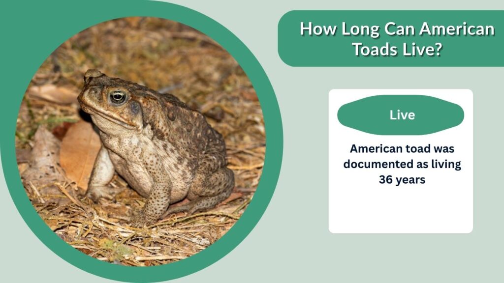 How Long Can American Toads Live?