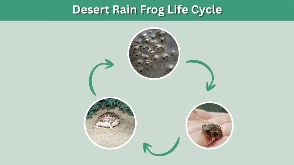 Desert Rain Frog Life Cycle