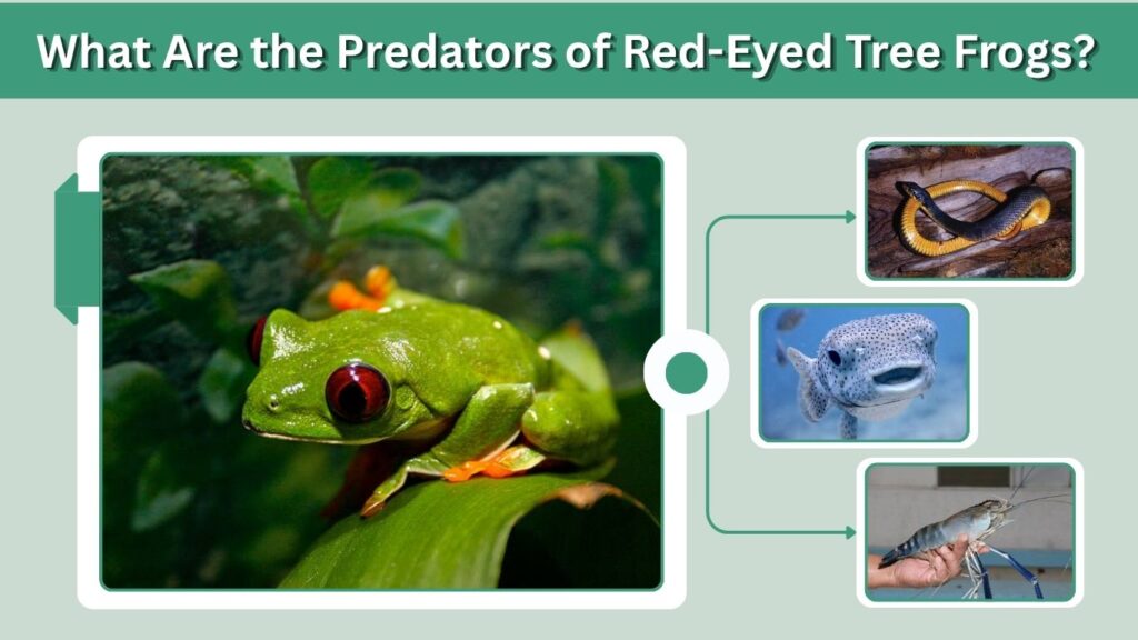 What Are the Predators of Red-Eyed Tree Frogs?