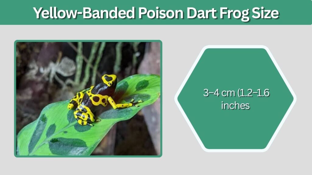 Yellow-Banded Poison Dart Frog Size