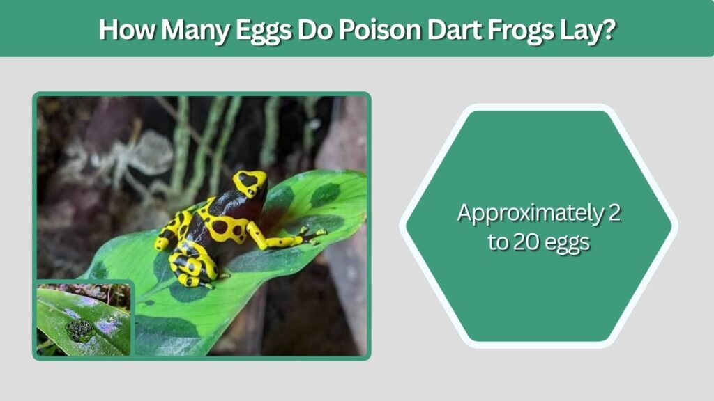 How Many Eggs Do Poison Dart Frogs Lay?