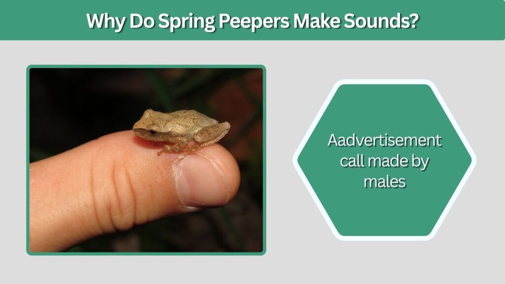Why Do Spring Peepers Make Sounds?
