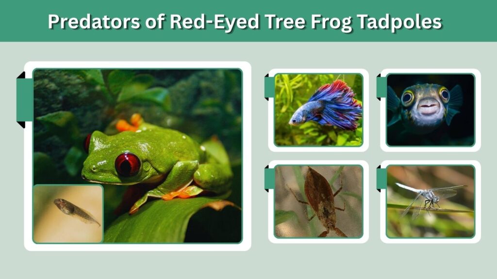 Predators of Red-Eyed Tree Frog Tadpoles
