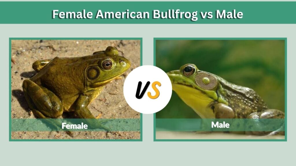 Female American Bullfrog vs Male