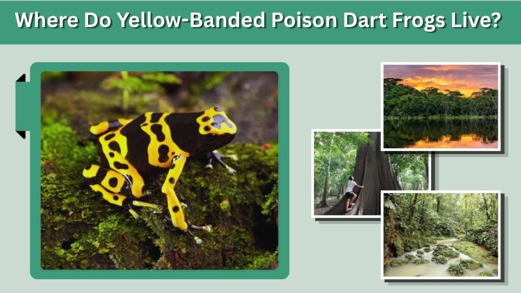 Where Do Yellow-Banded Poison Dart Frogs Live?