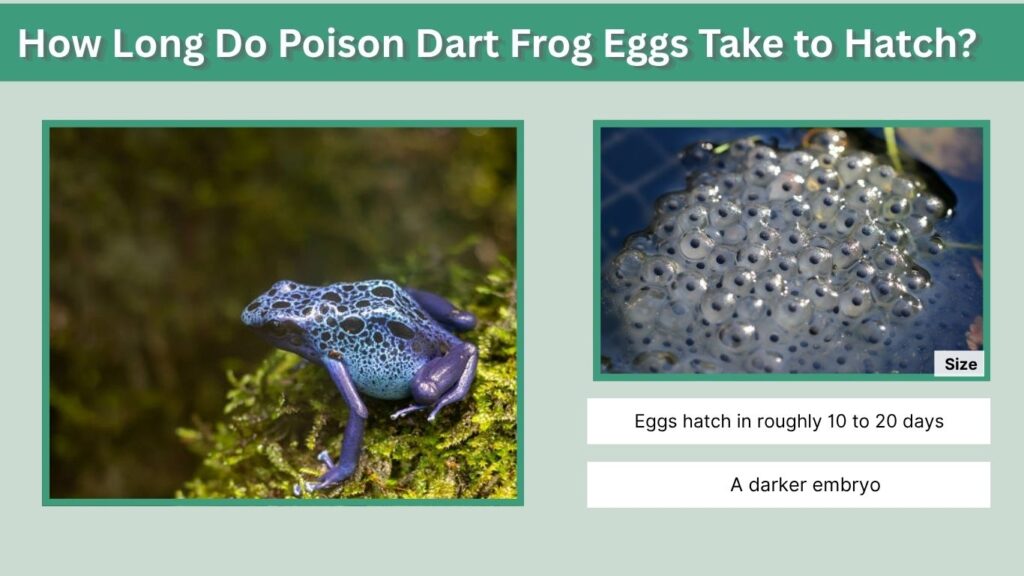 How Long Do Poison Dart Frog Eggs Take to Hatch?