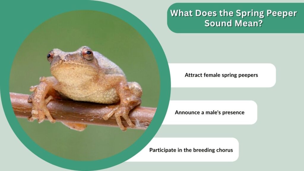 What Does the Spring Peeper Sound Mean?
