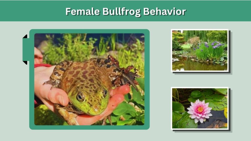 Female Bullfrog Behavior