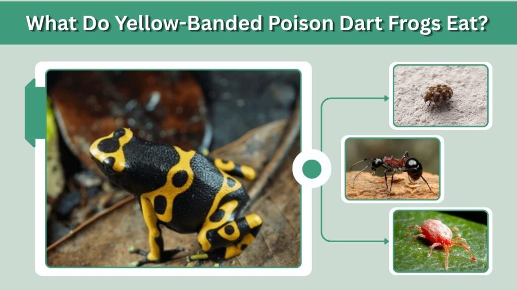 What Do Yellow-Banded Poison Dart Frogs Eat?