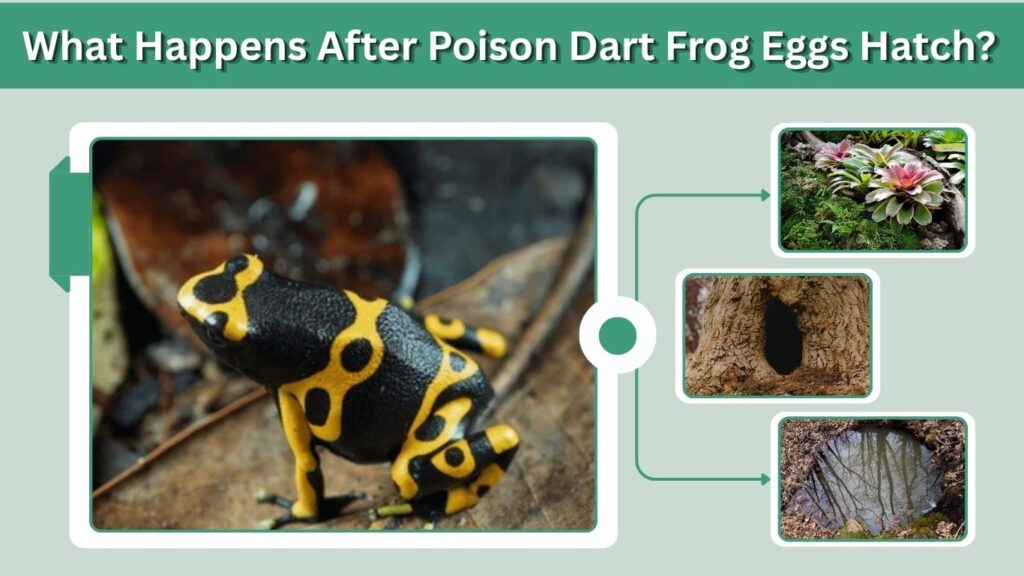 What Happens After Poison Dart Frog Eggs Hatch?