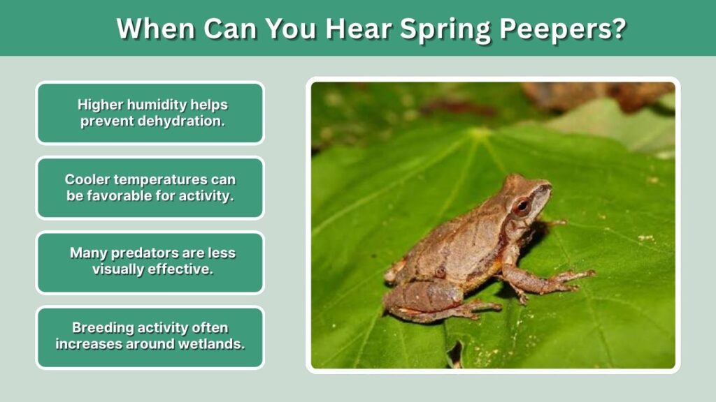 When Can You Hear Spring Peepers?