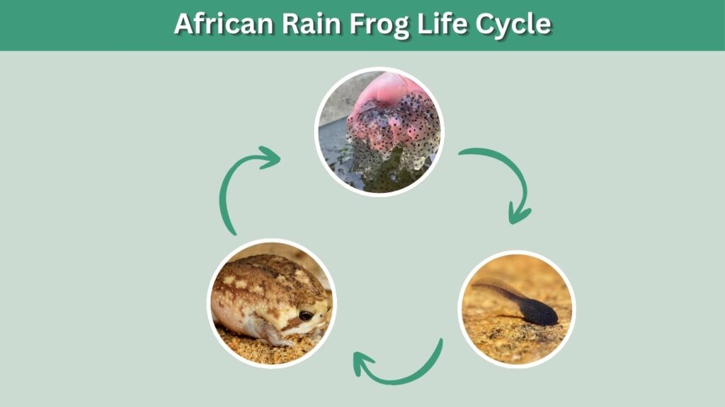 African Rain Frog Life Cycle