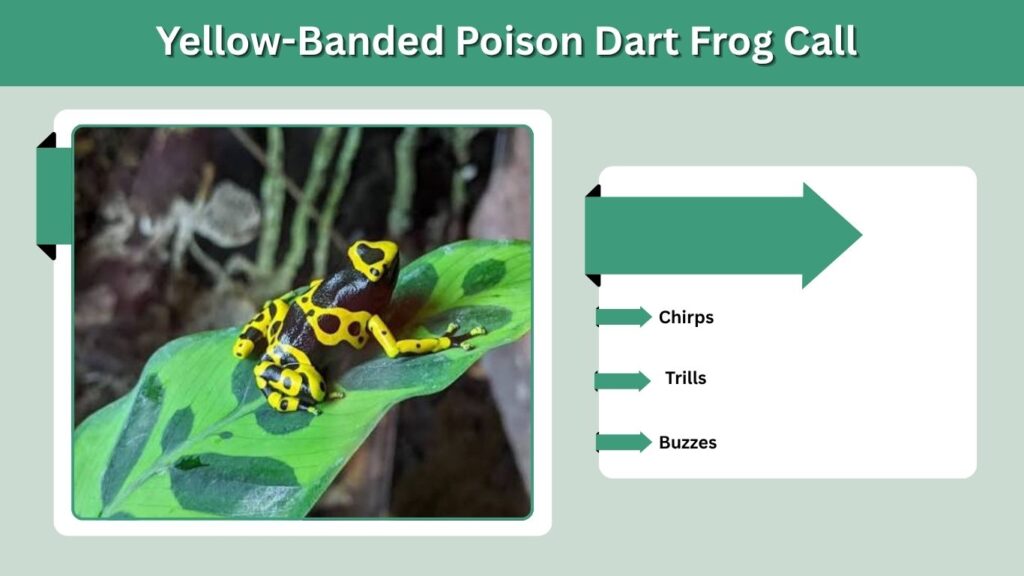Yellow-Banded Poison Dart Frog Call