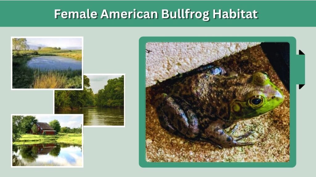 Female American Bullfrog Habitat