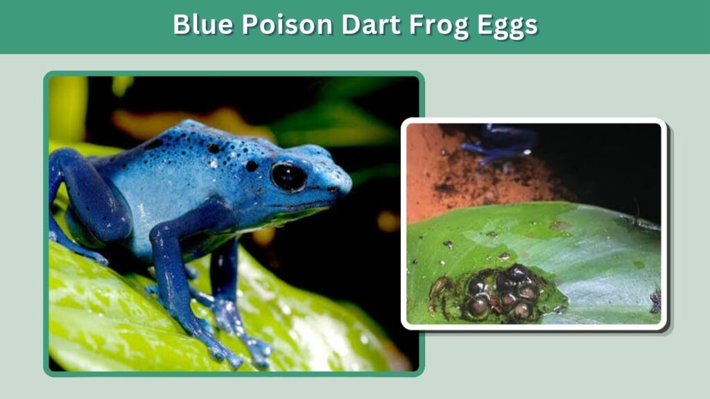 Blue Poison Dart Frog Eggs
