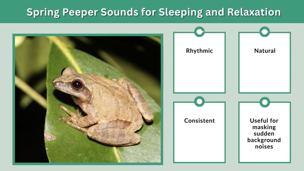 Spring Peeper Sounds for Sleeping and Relaxation
