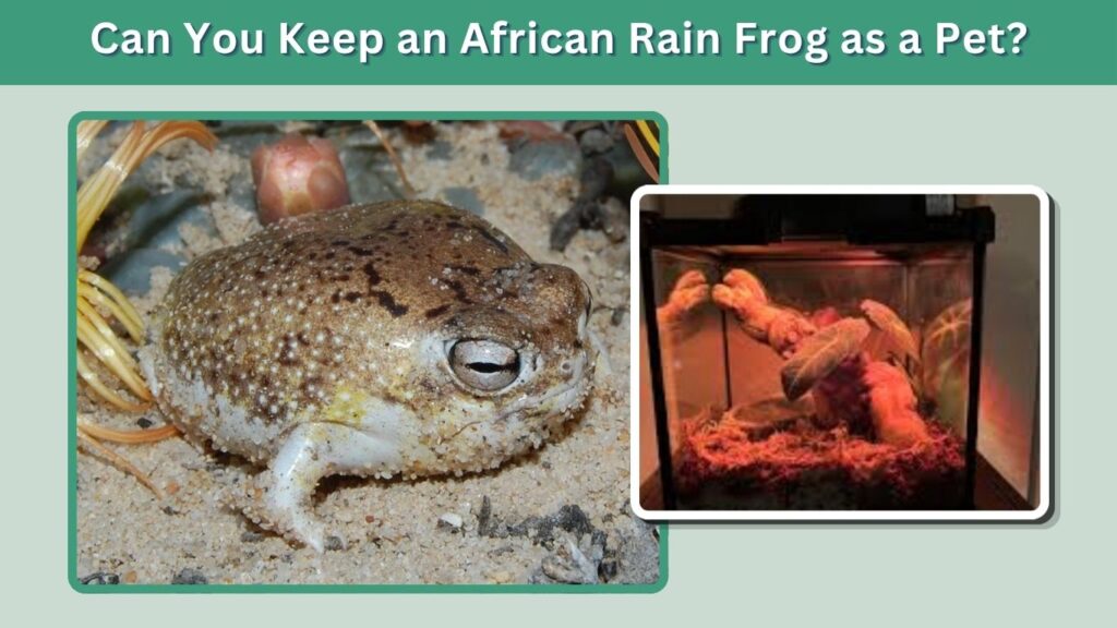 Can You Keep an African Rain Frog as a Pet?