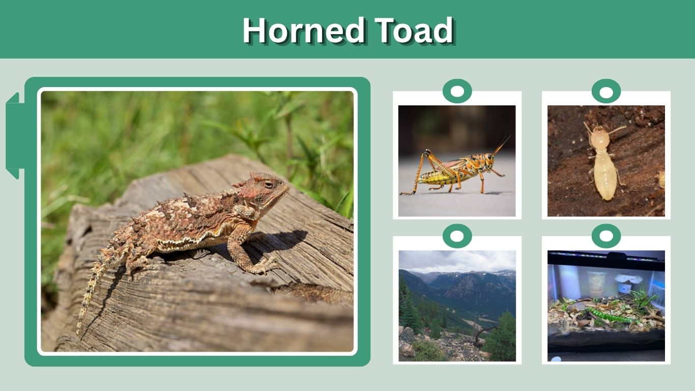 Horned Toad: Facts, Diet, Habitat & Eye-Blood Defense