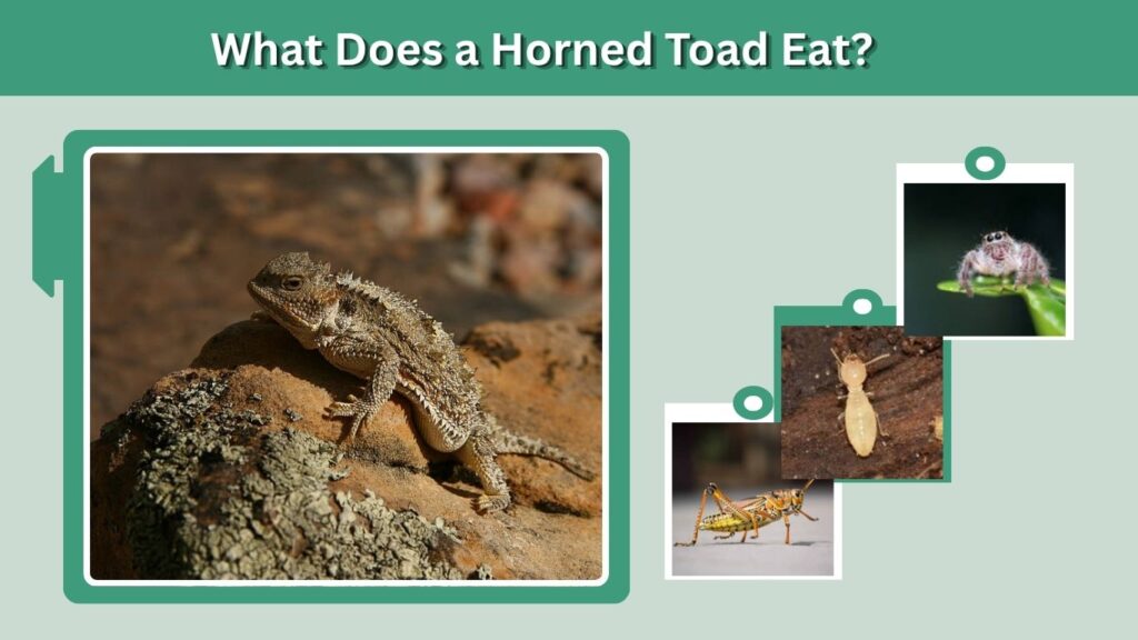 What Does a Horned Toad Eat?