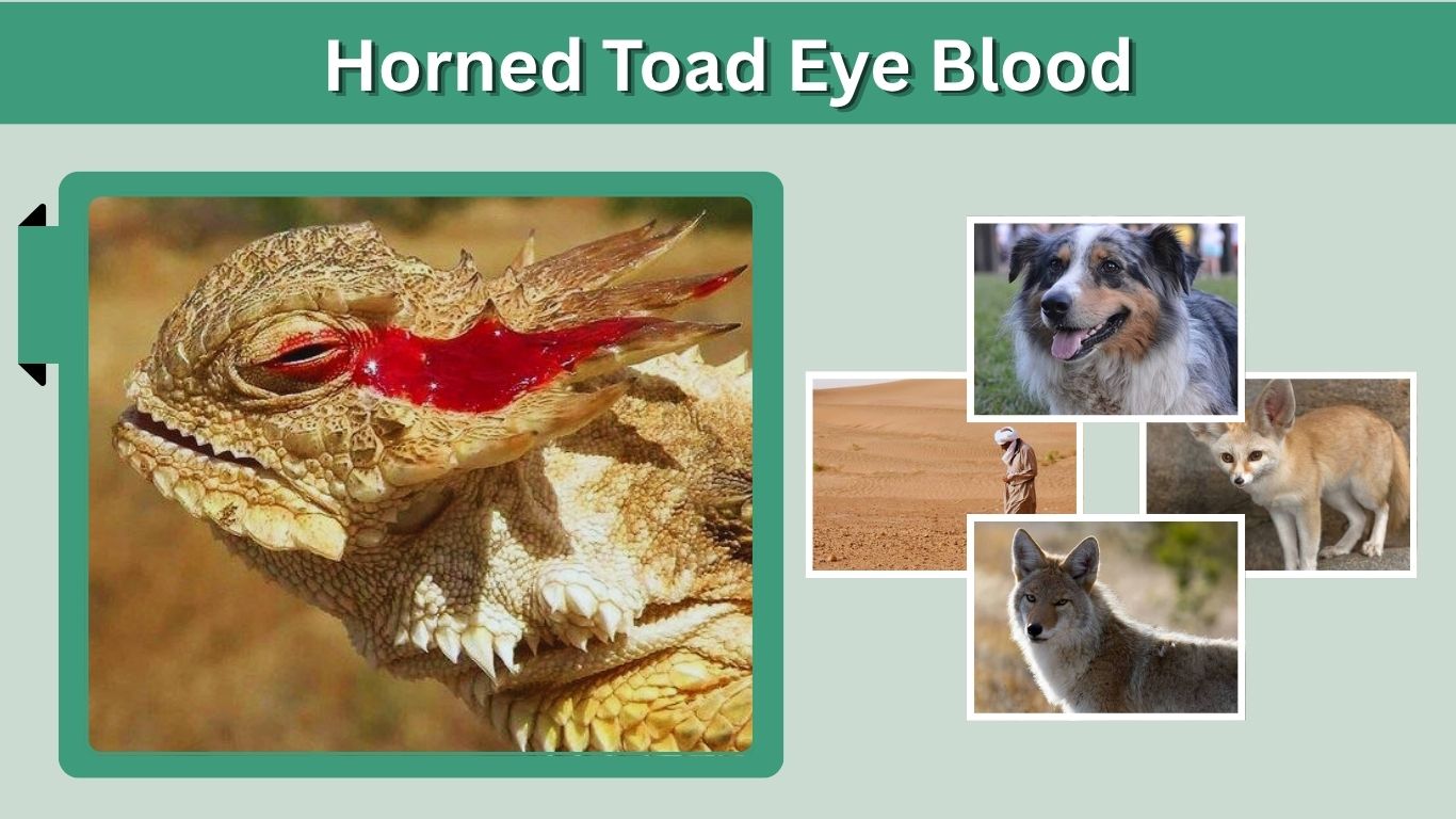 Horned Toad Eye Blood: Why They Shoot Blood From Eyes
