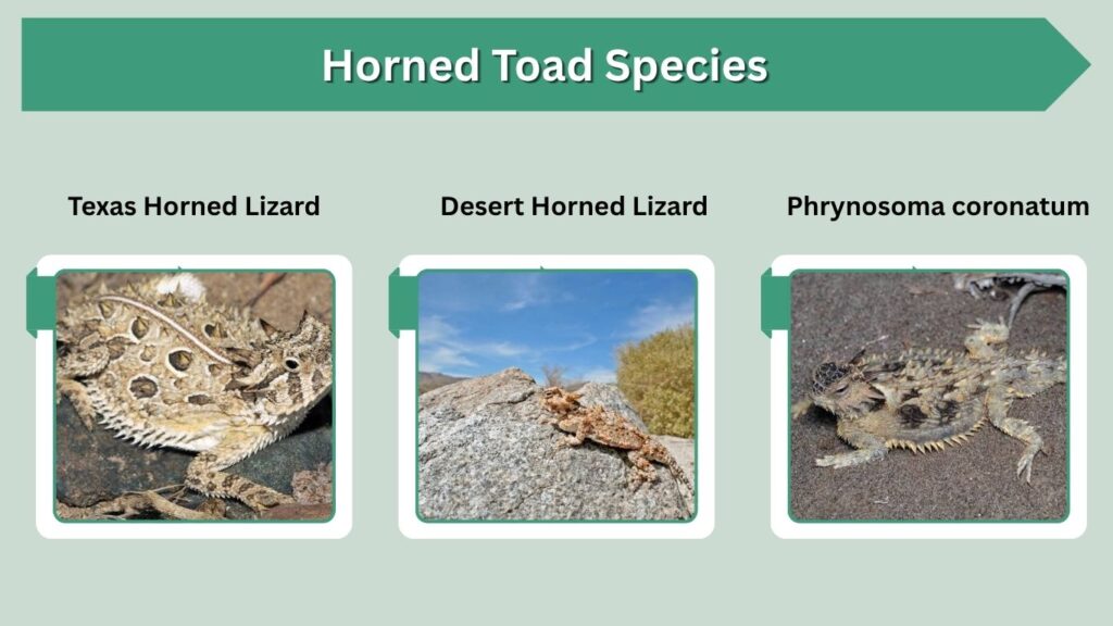 Horned Toad Species