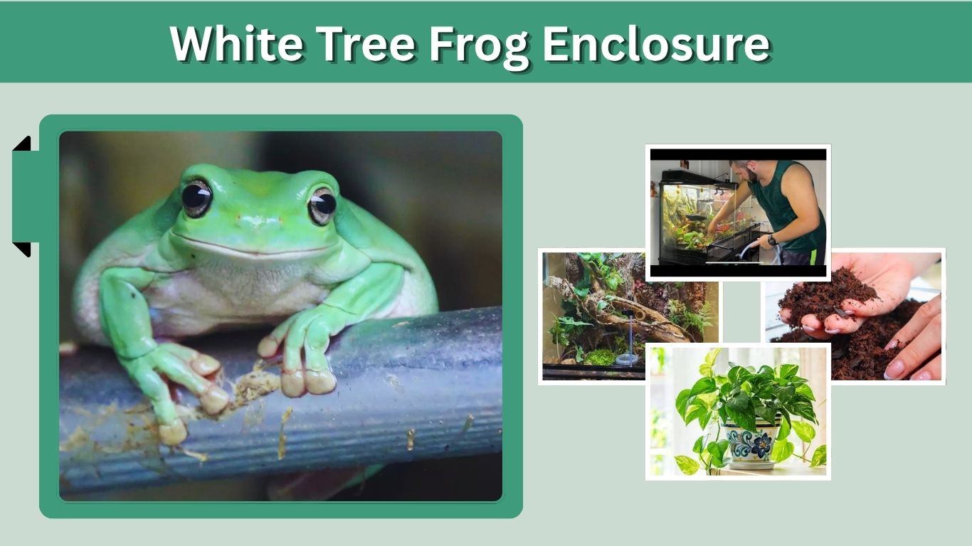 White Tree Frog Enclosure: Size, Setup & Habitat Guide