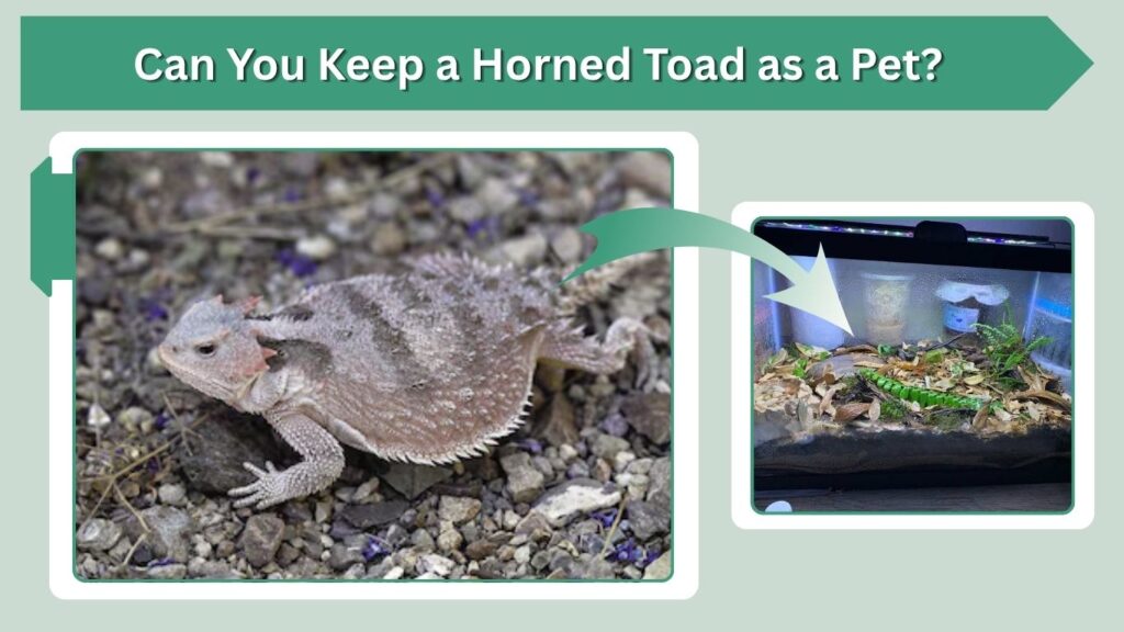 Can You Keep a Horned Toad as a Pet?
