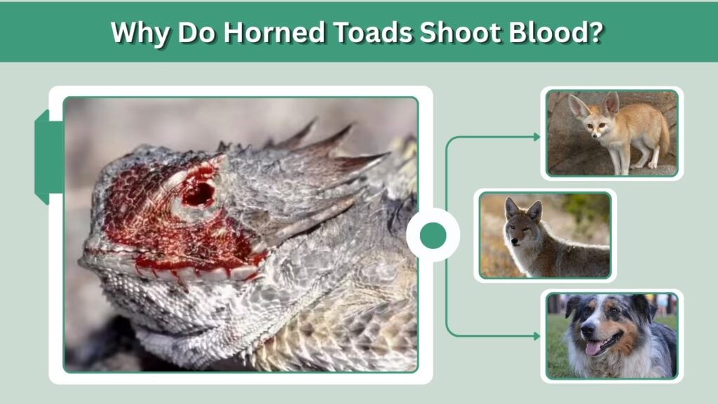 Why Do Horned Toads Shoot Blood?