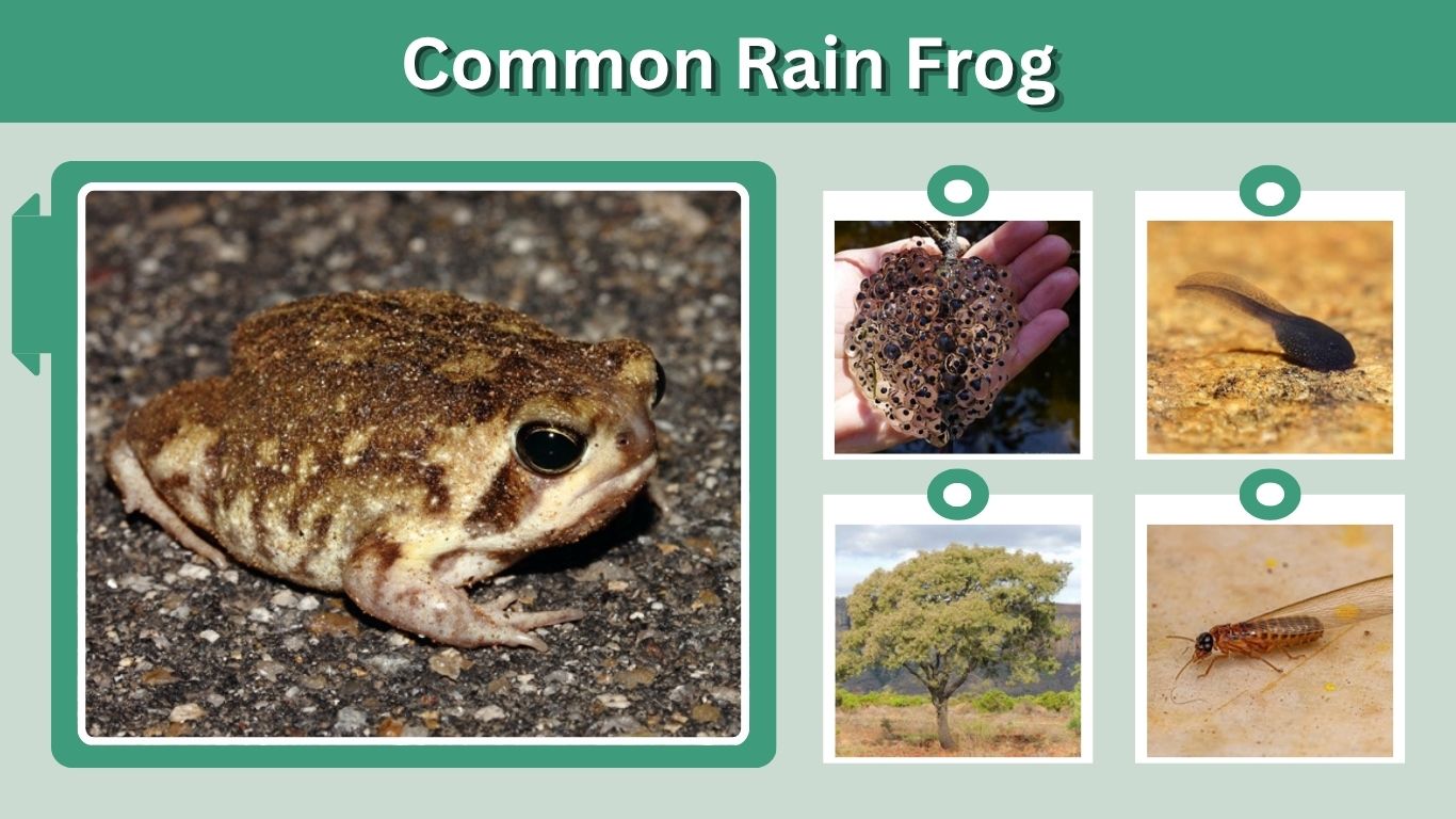 Common Rain Frog: Habitat, Size, Diet, Care and Facts