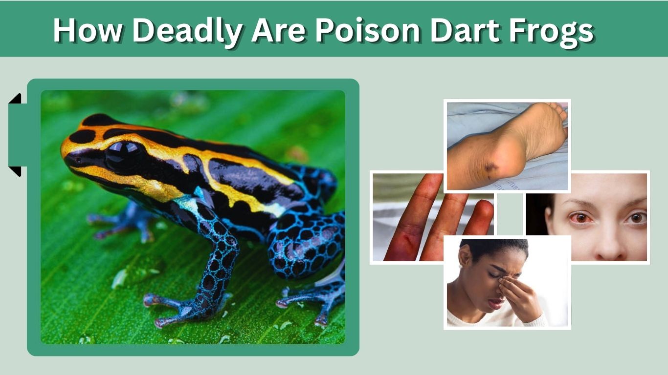 How Deadly Are Poison Dart Frogs? Toxicity and Human Risk