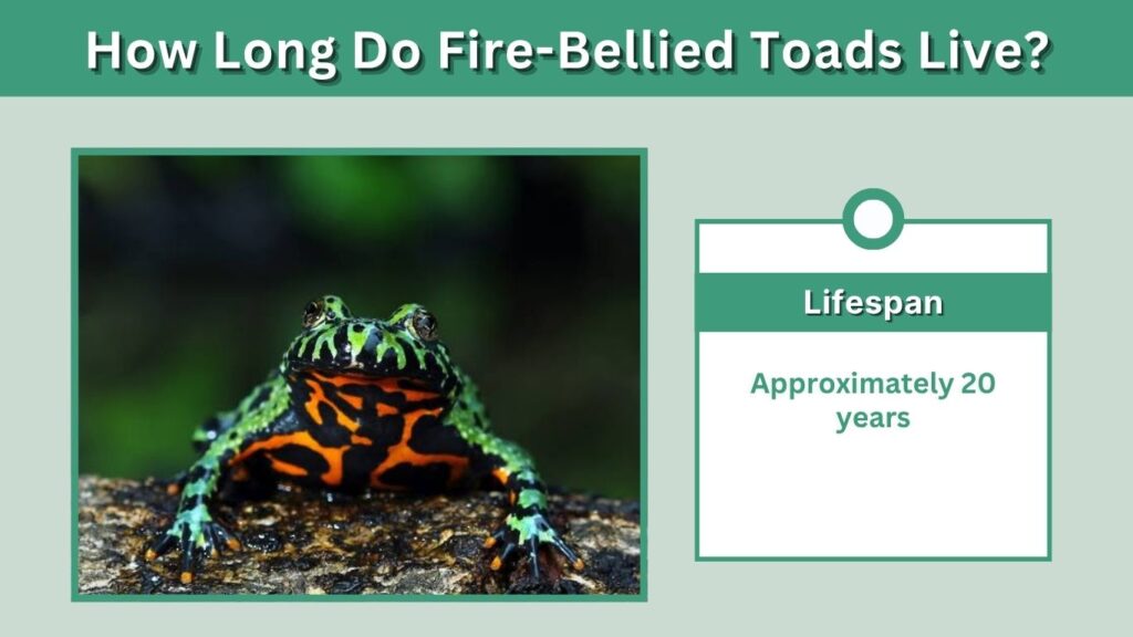 How Long Do Fire-Bellied Toads Live?