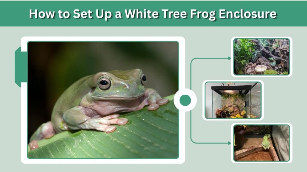 How to Set Up a White Tree Frog Enclosure