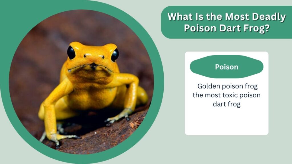 What Is the Most Deadly Poison Dart Frog?