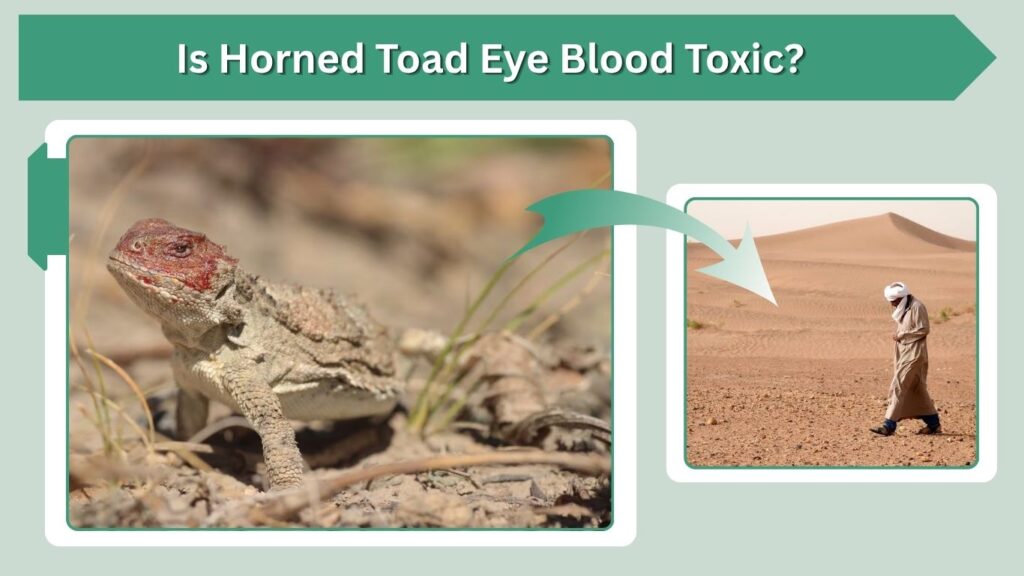 Is Horned Toad Eye Blood Toxic?