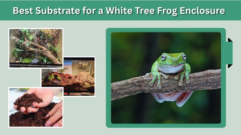 Best Substrate for a White Tree Frog Enclosure