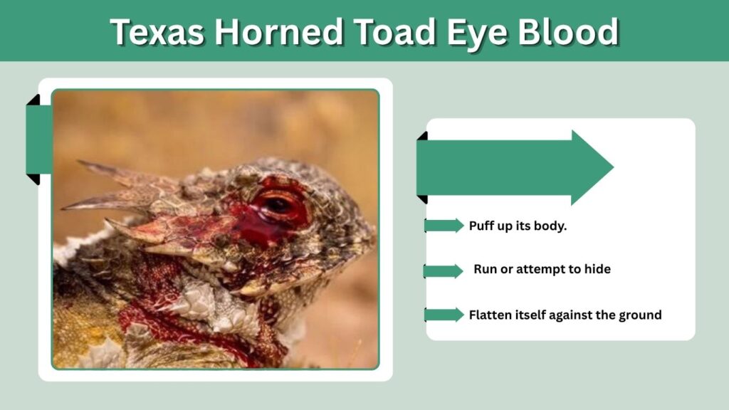 Texas Horned Toad Eye Blood