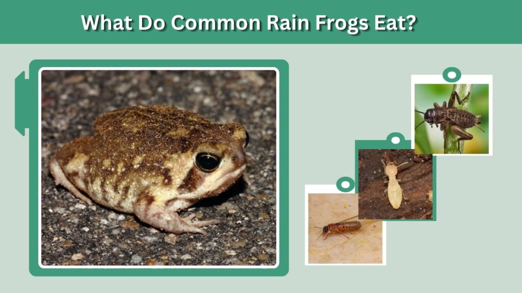 What Do Common Rain Frogs Eat?