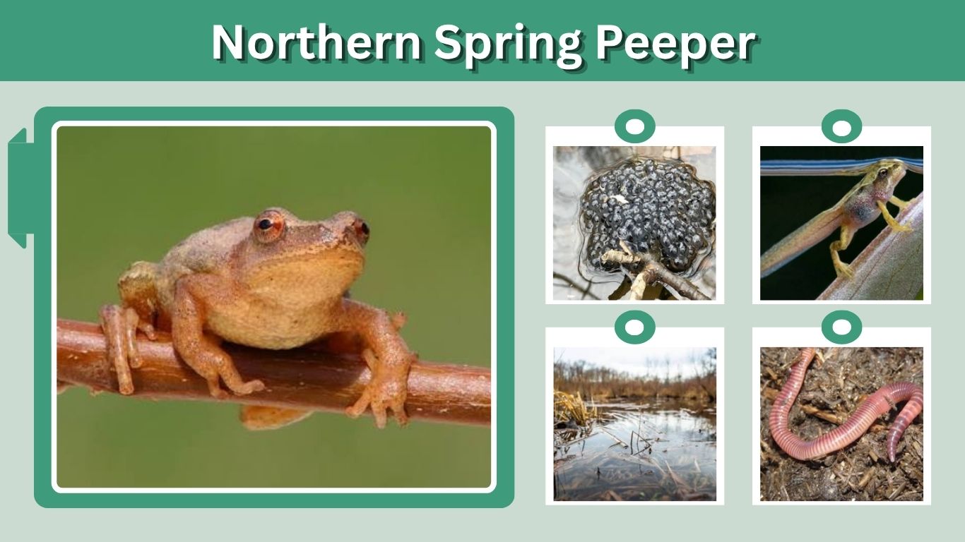 Northern Spring Peeper: Call, Habitat, Diet & Facts