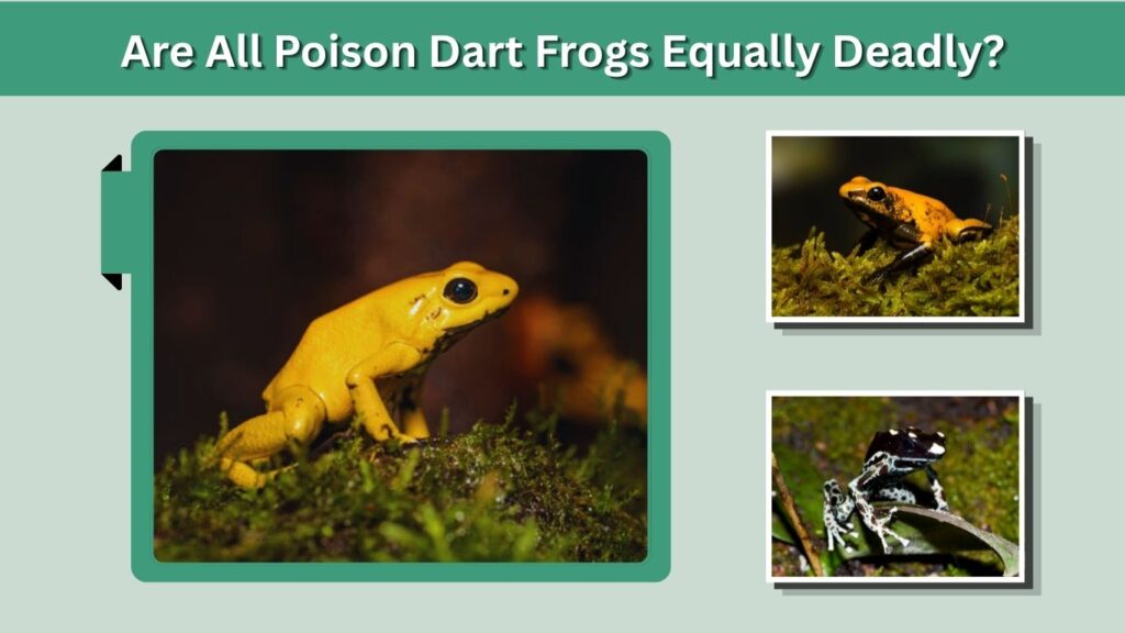 Are All Poison Dart Frogs Equally Deadly?