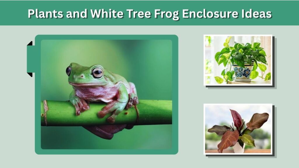 Plants and White Tree Frog Enclosure Ideas