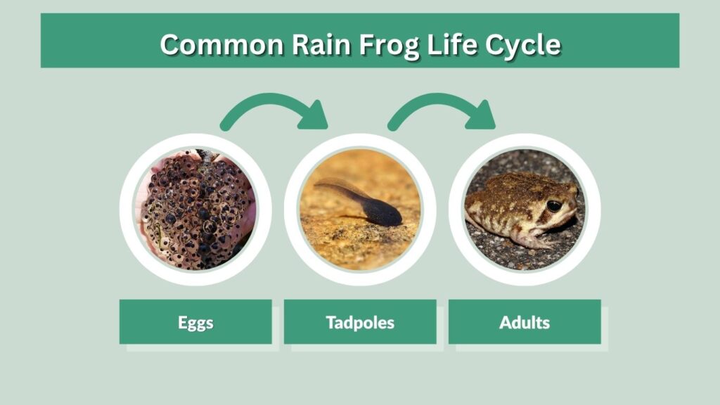Common Rain Frog Life Cycle