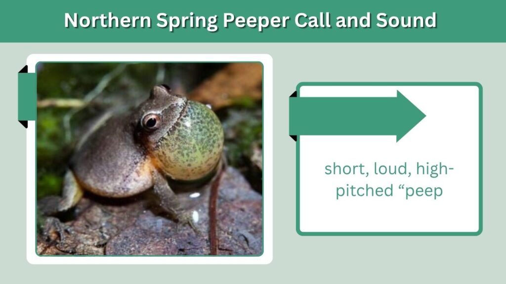 Northern Spring Peeper Call and Sound