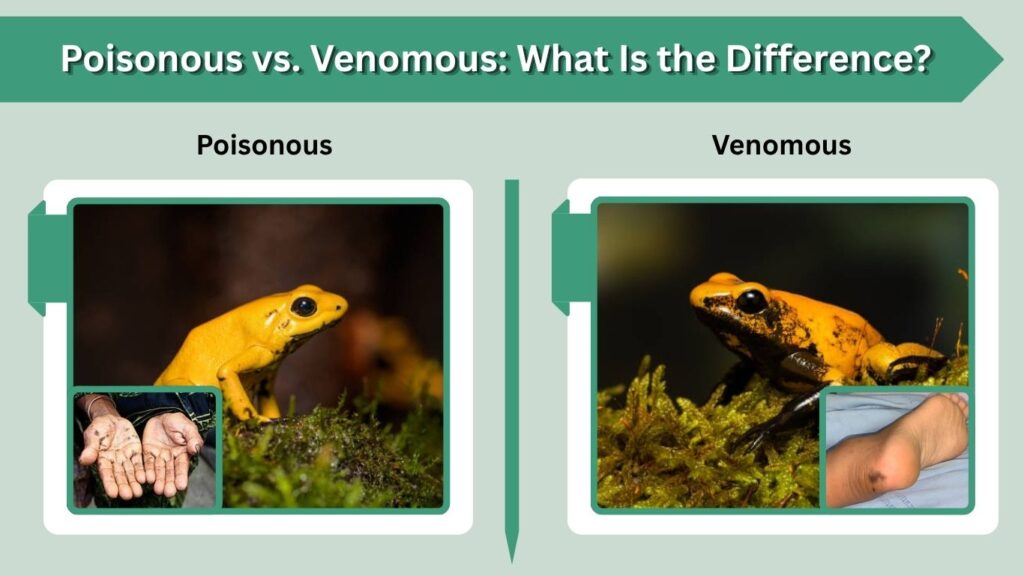 Poisonous vs. Venomous: What Is the Difference?