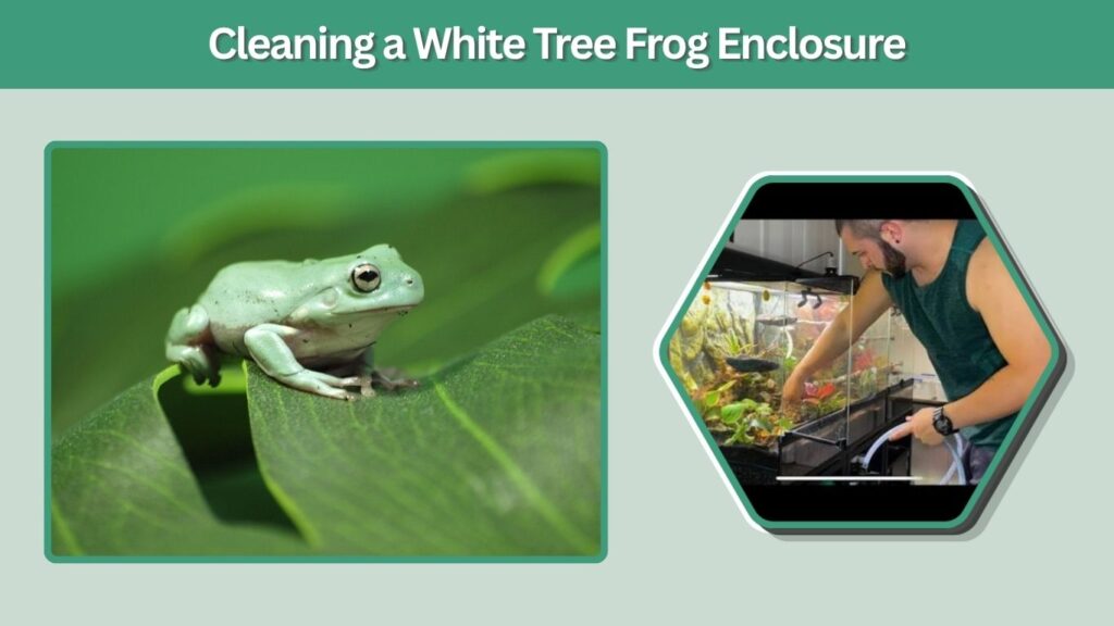 Cleaning a White Tree Frog Enclosure