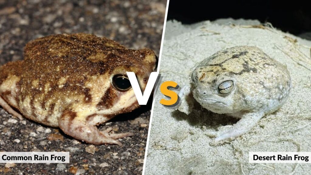 Common Rain Frog vs Desert Rain Frog