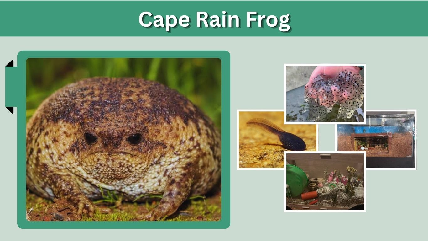 Cape Rain Frog: Habitat, Diet, Sound, Care & Facts