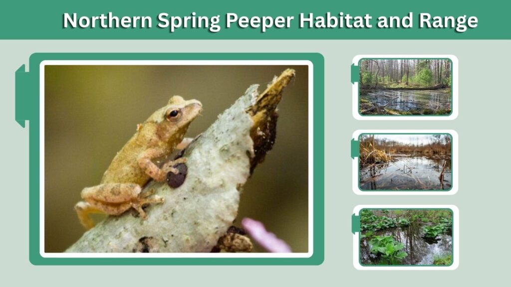 Northern Spring Peeper Habitat and Range